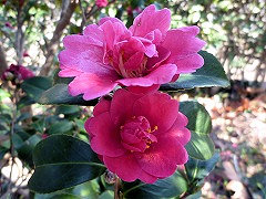 からごろも　唐衣