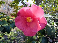 かんようたい　寒陽袋