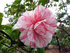 きくさらさ　菊更紗