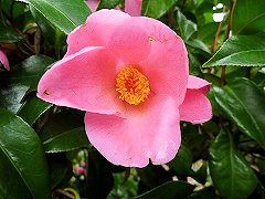 きくづき　菊月