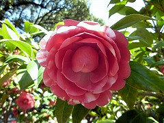 きしゅうつかさ　紀州司