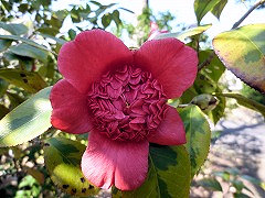 きふくりんべにからこ　黄覆輪紅唐子