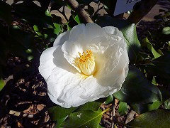 きみがよ　君が代