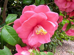 きょうからこ　京唐子