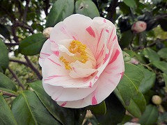 きょうこまち　京小町