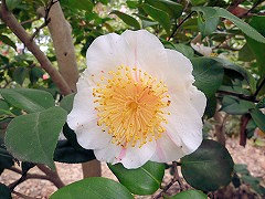 きょうにしき　京錦