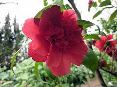 きりんのほまれ　麒麟の誉