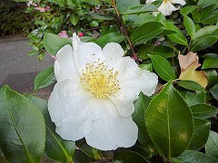 ぎんげつ　銀月