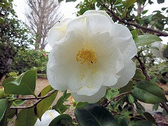 ぎんせかい　銀世界