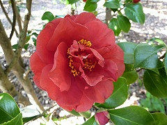 くすだま　楠玉