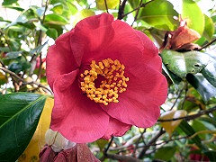 くまがや　熊ヶ谷