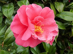 くまさか　熊坂