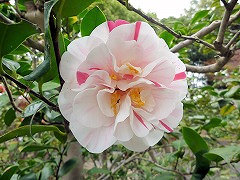 くるいじし　狂獅子