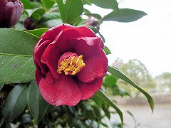 くろつばき　黒椿