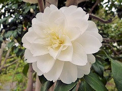 けんきょう　見驚