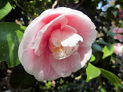 げんじからこ　源氏唐子