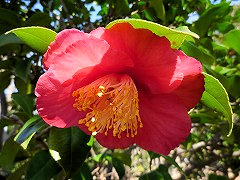 げんじぐるま　源氏車