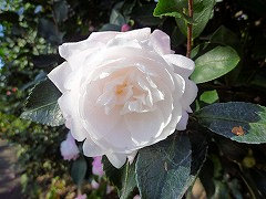 こうぎょく　皇玉