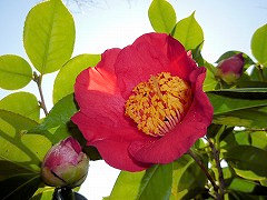 こうみょう　光明