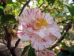 こきんらん　古金爛