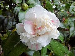 ごしきつばき　五色椿