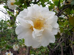 こしのひめ　越の姫