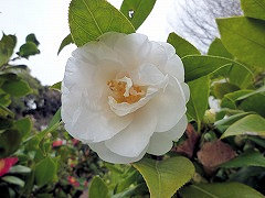 こじょうのつき　古城の月