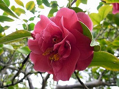 ごしょぐるま　御所車