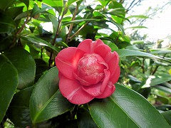 ごちのむすめ　五智の娘