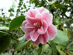 こもみじ　小紅葉