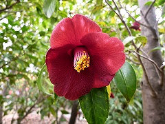 こんわびすけ　紺侘助