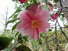 さかずきばつばき　盃葉椿