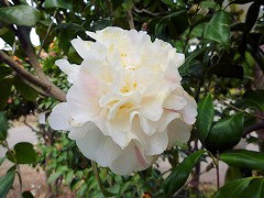 さがみごしきつばき　相模五色椿