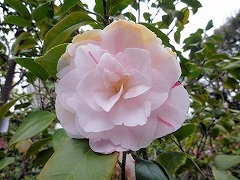 しかいなみ　四海波