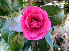 ししがしら　獅子頭