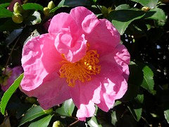 しちふくじん　七福神