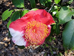 じつげつせい　日月星