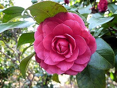 しぼりおとめ　絞り乙女