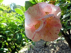 しまのにしき　島の錦