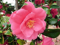 しゅうほうからこ　衆芳唐子