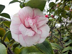 しゅちゅうか　酒中花