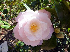 しゅんしょっこう　春燭光