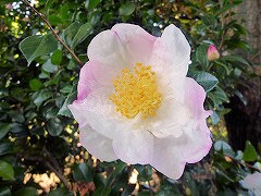 しょうわにしき　昭和錦