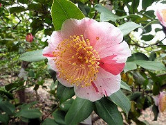 しょうわのひかり　昭和の光