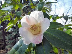 しょうわわびすけ　昭和侘助