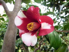 しょっこう　蜀江