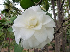 しらぎく　白菊