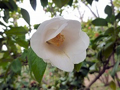 しらたま　白玉