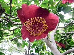 しらぬい　不知火