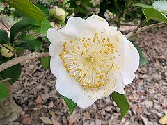 しらゆき　白雪